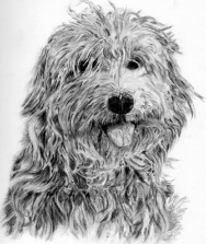 Graphite Pencil Dog Portrait by Julie A. Brown - Chelsea