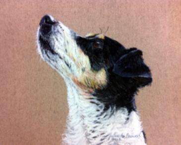 Pastel dog portrait of a Jack Russel Terrier by Julie A. Brown
