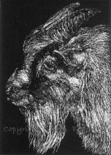 Goatee, scratch art painting on paper by Julie A. Brown