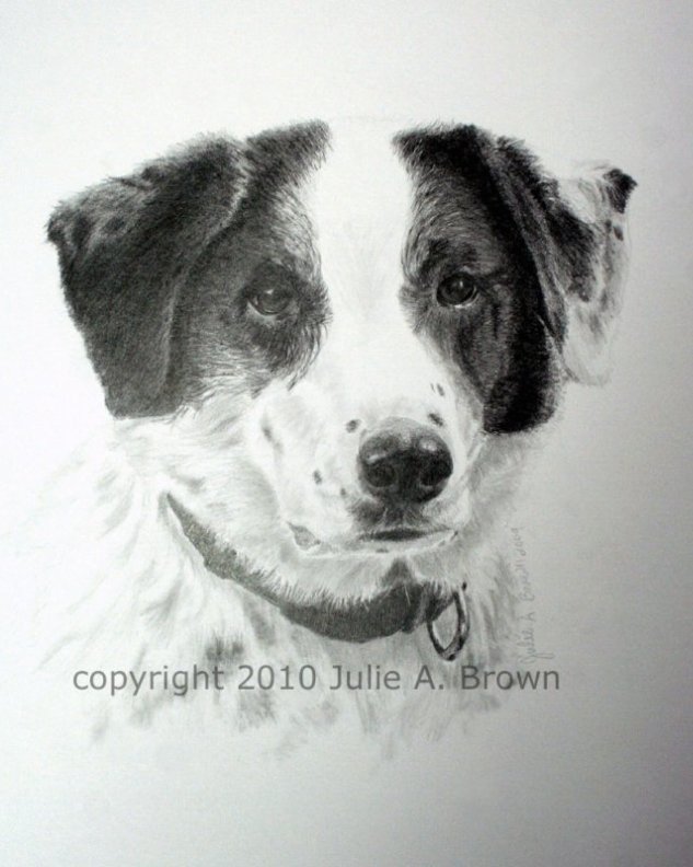 Graphite Pencil Dog Portrait of a Border Collie Cross