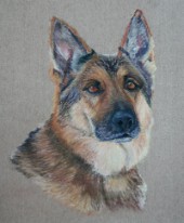 Pastel Shepherd Dog Portrait by Julie A. Brown - Blue