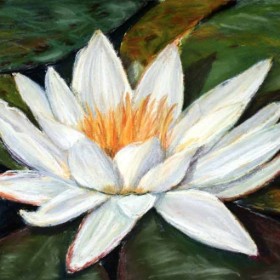 Water Lily, Pastel Painting by Julie A. Brown